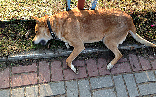 Animals oskarża burmistrza Bisztynka o zaniedbanie